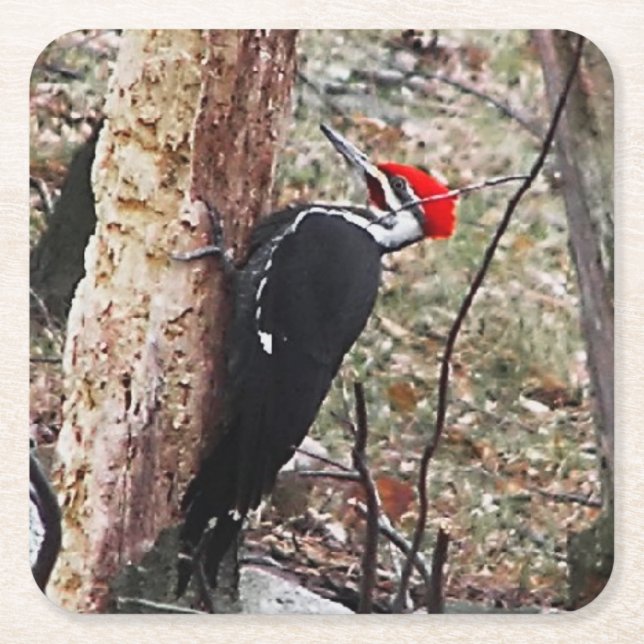 Helmspecht Rechteckiger Pappuntersetzer (Vorderseite)