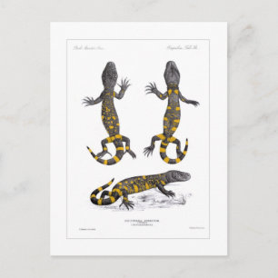 Heloderma Horridum (Krustenechse) Postkarte