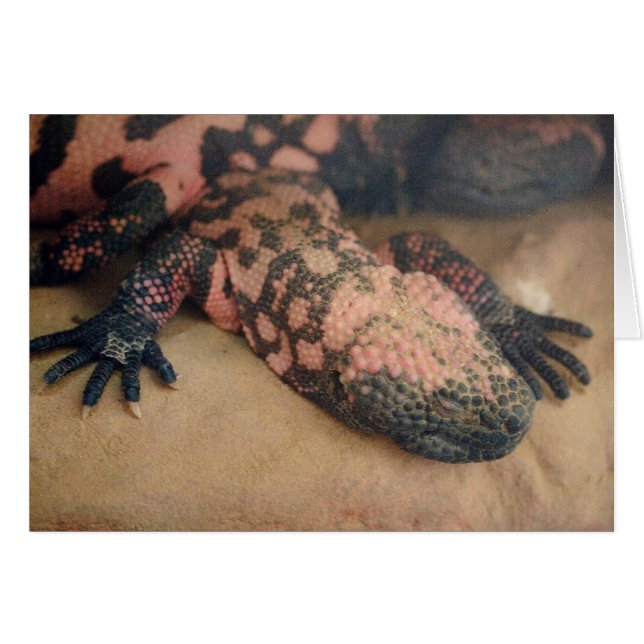 Heloderma suspect (Devant horizontal)
