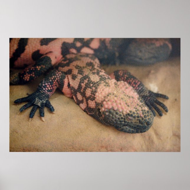 Heloderma suspectum poster (Vorne)