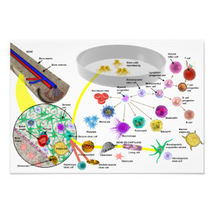Hematopoietic Stammzelleplakat Fotodruck
