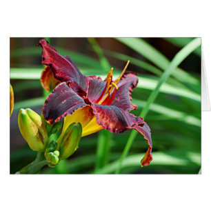 Hémérocalle se dorante