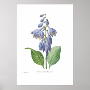 Hemerocallis caerulea (Hosta) Poster