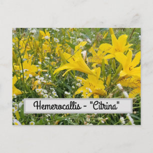 Hemerocallis - Carte postale "Citrina"
