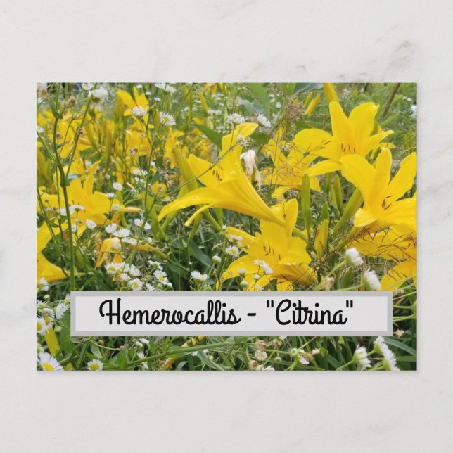 Hemerocallis - Carte postale "Citrina" (Devant)