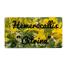 HEMEROCALLIS CITRINA LABEL