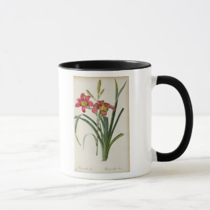 Hemerocallis fulva, von "Les Liliacees", 1805 Tasse