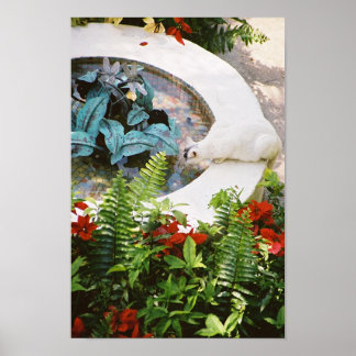 Hemingway cat 1 Fontäne Drink - Poster & Print