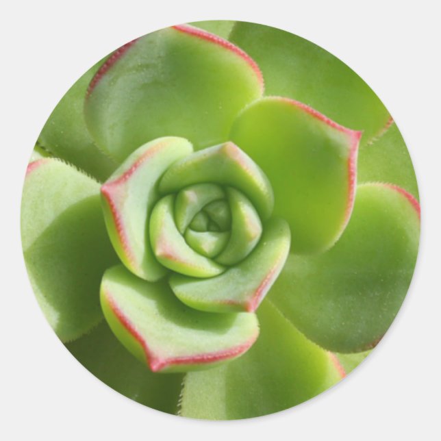"Hen and Chicks" Grüne Sukkulent-Aufkleber Runder Aufkleber (Vorderseite)