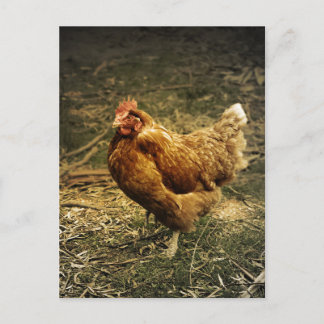 Hen Chicken Bird Farmyard Animal Poulry Postkarte