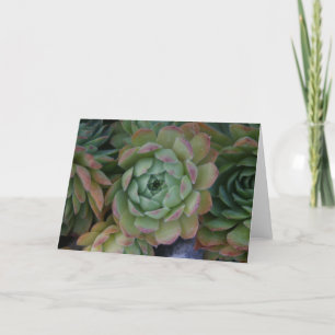 Hen & Chicks Karte