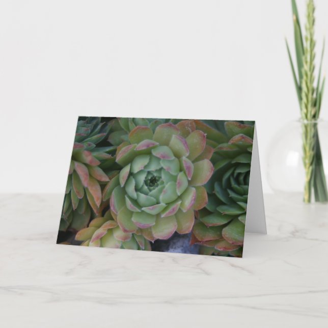 Hen & Chicks Karte (Vorderseite)