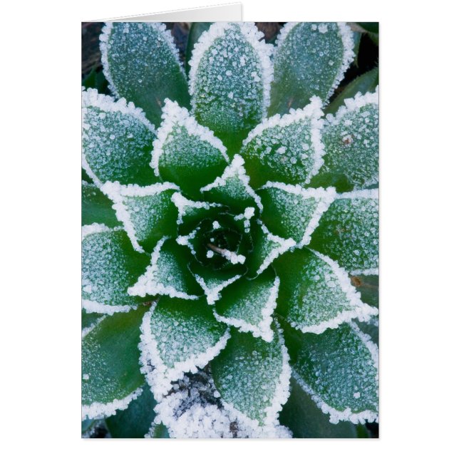 Hen & Chicks sukkultiviert mit Frost am Anfang (Vorne)