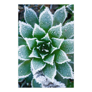 Hen & Chicks sukkultiviert mit Frost am Anfang Fotodruck