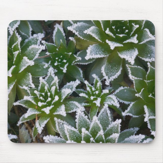 Hen & Chicks sukkultiviert mit Frost am Anfang Mousepad (Vorne)