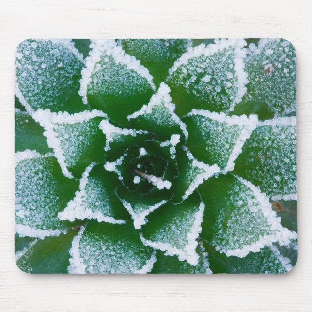 Hen & Chicks sukkultiviert mit Frost am Anfang Mousepad (Vorne)