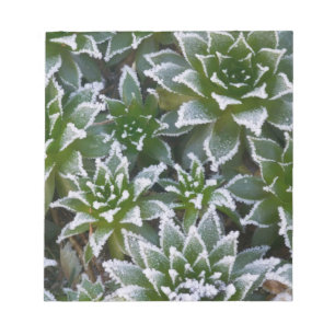 Hen & Chicks sukkultiviert mit Frost am Anfang Notizblock