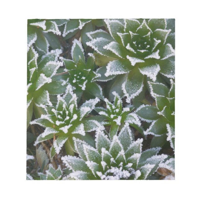 Hen & Chicks sukkultiviert mit Frost am Anfang Notizblock (Vorderseite)