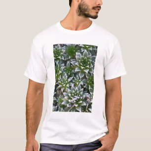 Hen & Chicks sukkultiviert mit Frost am Anfang T-Shirt