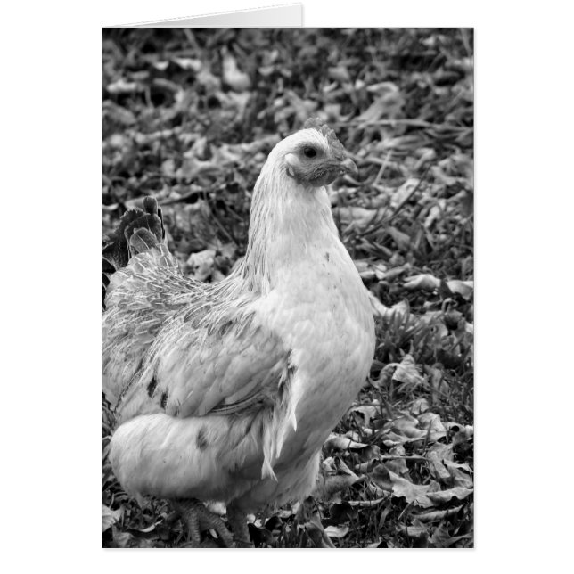 Hen noir et blanc (Devant)