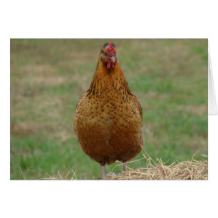 Hen on the Hay Bale