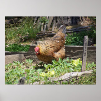 Hen Poster