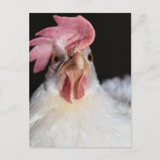 Hen Postkarte (Vorderseite)