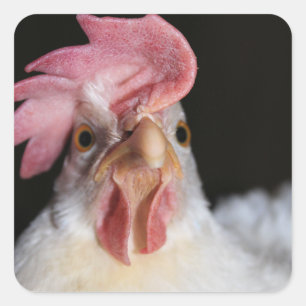 Hen Quadratischer Aufkleber