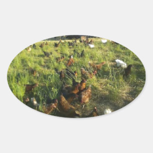 Hen-Stickers mit freier Reichweite Ovaler Aufkleber