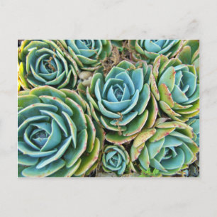 Hen und Chicks Postkarte