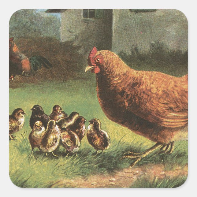 Hen und Chicks Quadratischer Aufkleber (Vorderseite)