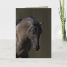 Hengst auf der Waterhole Wild Horse Grußkarte