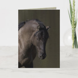 Hengst auf der Waterhole Wild Horse Grußkarte Karte