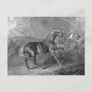Hengst Pferd Vintage-Illustration Postkarte