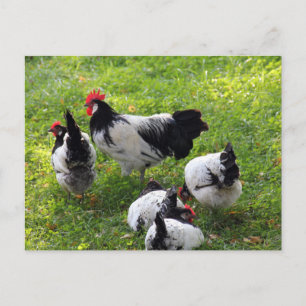Hennen picken im Gras Postkarte