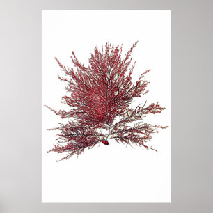 Henry Bradbury " s bedrängte Meerespflanze achte Poster
