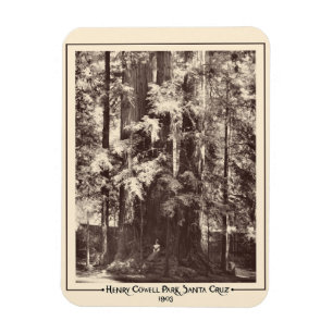 Henry Cowell Park, Santa Cruz, Kalifornien 1903 Magnet