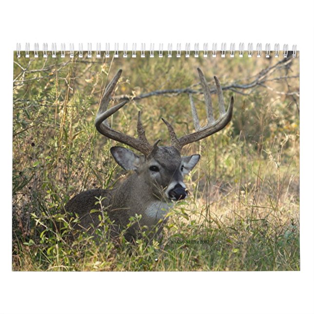 Henrys wild lebende Tiere 2008 - besonders Kalender (Titelbild)