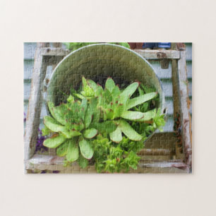 Hens And Chicks Succulents Photo Oil Painting