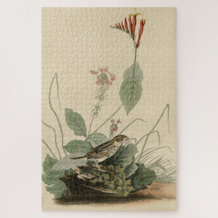 Henslow's Bunting (Sparrow), Audubon Birds America