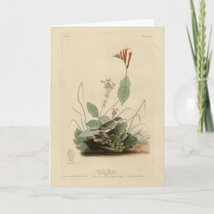Henslow's Bunting (Sparrow), Audubon Birds America Karte