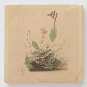 Henslow's Bunting (Sparrow), Audubon Birds America Steinuntersetzer