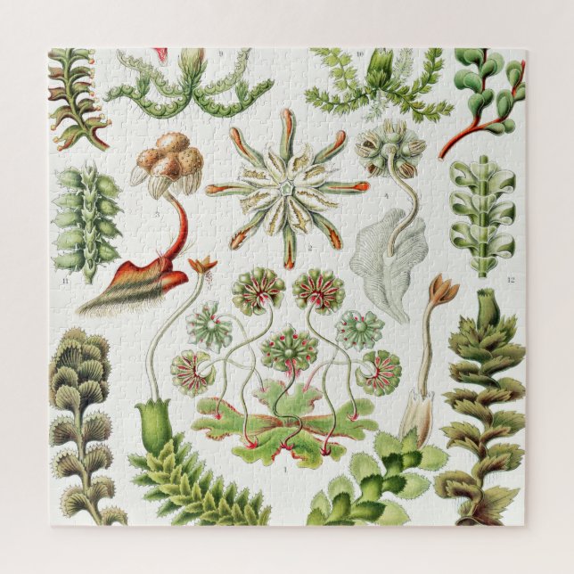 Hepaticae Lebermoose von Ernst Haeckel (Vertikal)