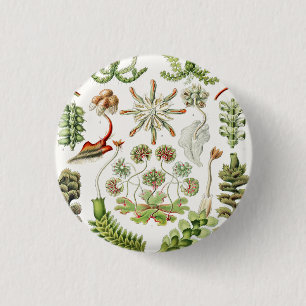 Hepaticae Lebermoose von Ernst Haeckel Button