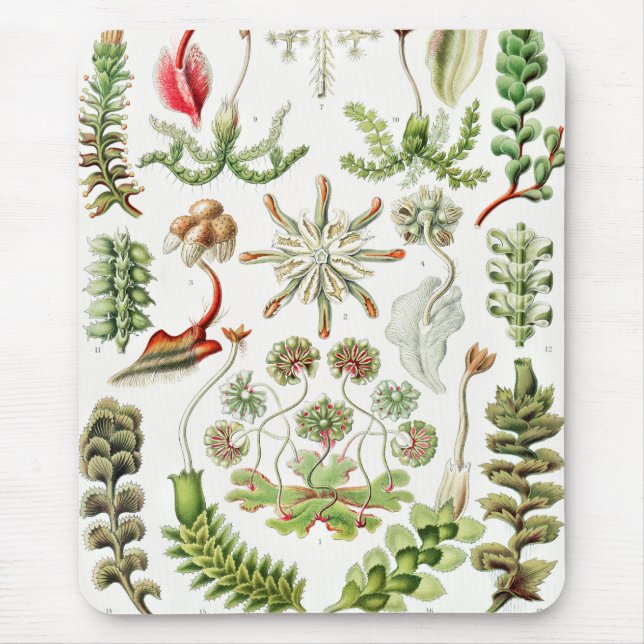 Hepaticae Lebermoose von Ernst Haeckel Mousepad (Vorne)