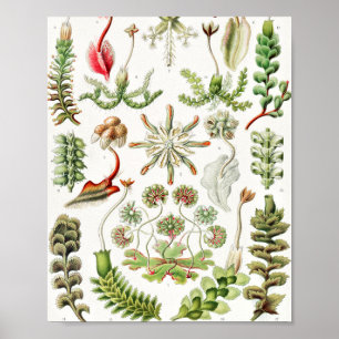 Hepaticae Lebermoose von Ernst Haeckel Poster