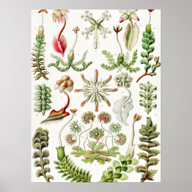 Hepaticae Lebermoose von Ernst Haeckel Poster (Vorne)