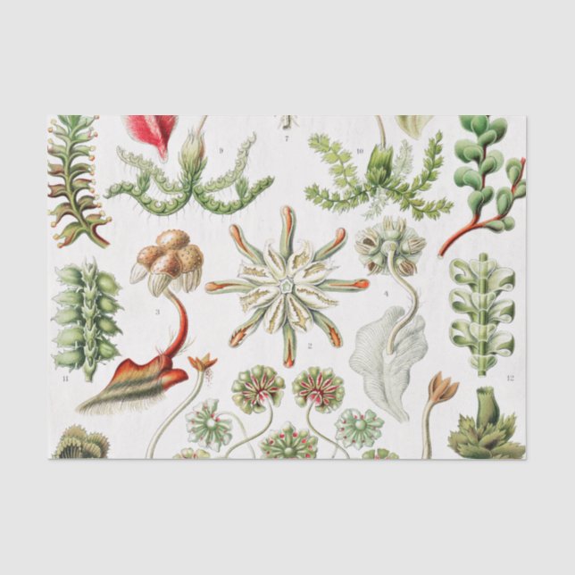 Hepaticae Lebermoose von Ernst Haeckel Seidenpapier (Vorderseite)