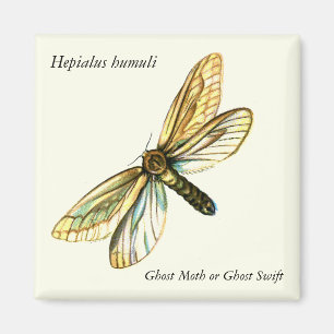 Hepialus humuli women - Ghost Moth oder Ghost Swif Magnet