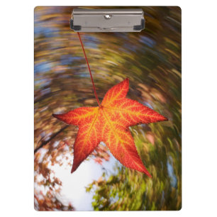 Herabfallendes Blatt von einem Baum im Herbst Klemmbrett